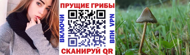 Галлюциногенные грибы ЛСД  Щёлкино 